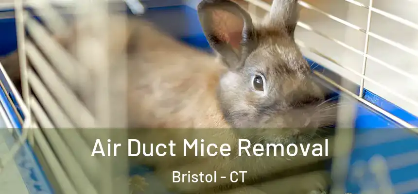  Air Duct Mice Removal Bristol - CT